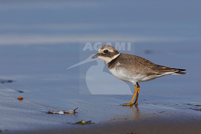 Ringed Plover, Juvenile standing on the mud, Campania, Italy (Charadrius hiaticula) stock-image by Agami/Saverio Gatto,
