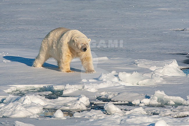 Male Polar Bear (Ursus maritimus) walking over the  drift ice north of Svalbard, arctic Norway. stock-image by Agami/Marc Guyt,