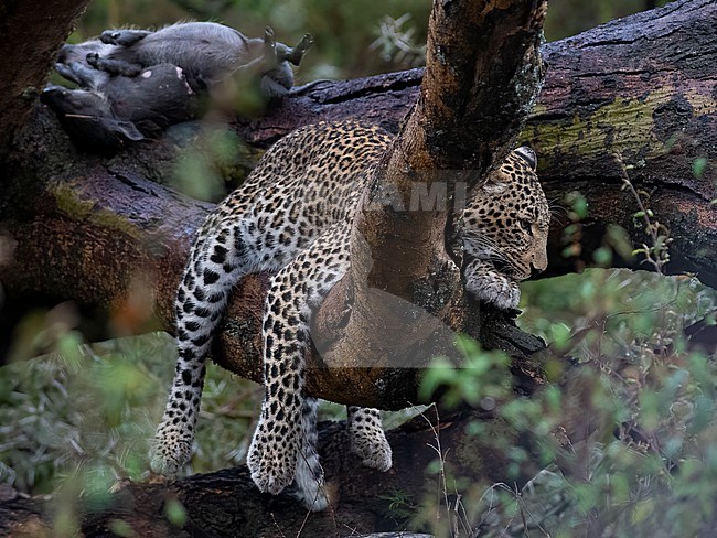A female Leopard, (Panthera pardus) resting on a branch. Kenya stock-image by Agami/Markku Rantala,