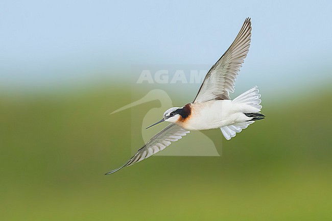Adult female breeding 
Galveston Co., TX
May 2023 stock-image by Agami/Brian E Small,