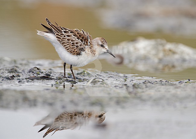Little Stint, Kleine Strandloper, Calidris minuta stock-image by Agami/Arie Ouwerkerk,