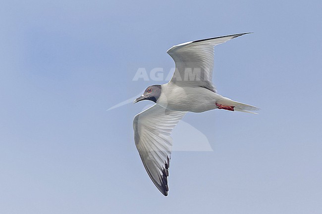 Adult Swallow-tailed gull (Creagrus furcatus) on the Galapagos Islands, part of the Republic of Ecuador. stock-image by Agami/Pete Morris,