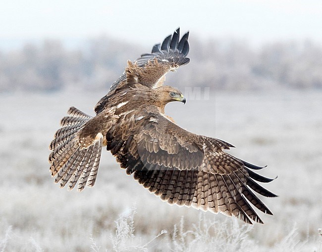 Immature Bonelli's Eagle (Aquila fasciata) in flight over a frost covered field in Toledo, Spain. stock-image by Agami/Oscar Díez,