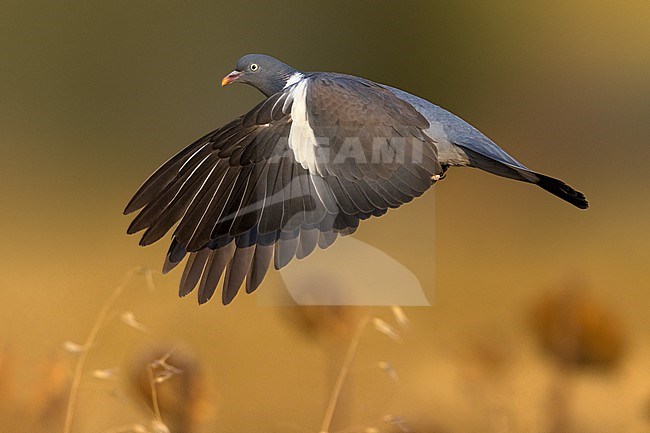 Adult Common wood pigeon (Columba palumbus) in Italy. stock-image by Agami/Daniele Occhiato,