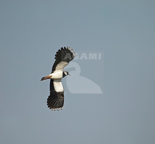 Kievit in vlucht; Northern Lapwing flying stock-image by Agami/Markus Varesvuo,