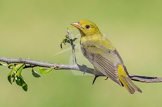 Adult female Scarlet Tanager (Piranga olivacea) in Galveston County, Texas, United States, during spring migration. stock-image by Agami/Brian E Small,