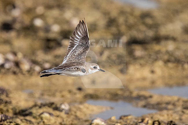 Lesser Sand Plover (Charadrius mongolus pamirensis) in flight on a beach in Mogadishu, Somalia. stock-image by Agami/David Monticelli,