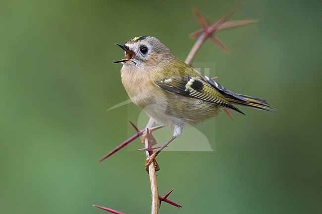 Loudly singing Goldcrest (Regulus regulus) in Italy, perched on a spiny twig against a green background. stock-image by Agami/Daniele Occhiato,