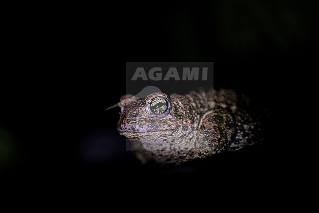 Natterjack (Epidalea calamita) taken the 25/04/2022 at Ramatuelle - France. stock-image by Agami/Nicolas Bastide,