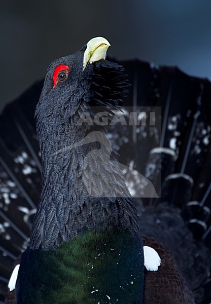 Baltsend mannetje Auerhoen in de sneeuw; Male Western Capercaillie displaying in the snow stock-image by Agami/Danny Green,