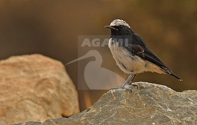Young male Arabian Wheatear (Oenanthe lugentoides) at Al-Bahah, Saudi Arabia. stock-image by Agami/Eduard Sangster,