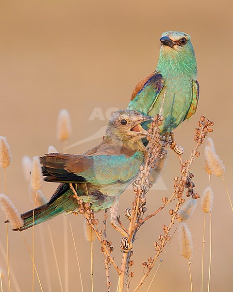 European Roller (Coracias garrulus), youngster perched on an Asphodelus sp together with an adult female, Campania, Italy stock-image by Agami/Saverio Gatto,