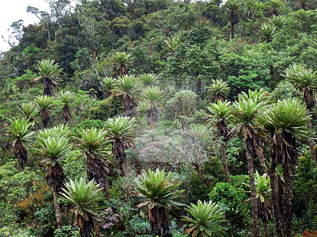 Espeletia species, Chingaza National Park, Cundinamarca Department, Colombia stock-image by Agami/Marc Guyt,