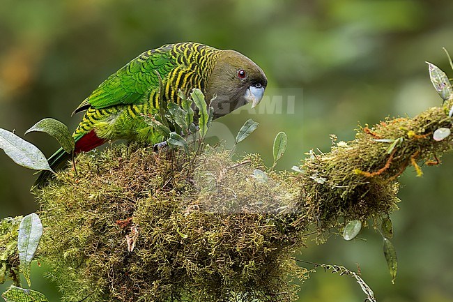 Brehm's Tiger Parrot (Psittacella brehmii) perched on a branch in Papua New Guinea. stock-image by Agami/Glenn Bartley,