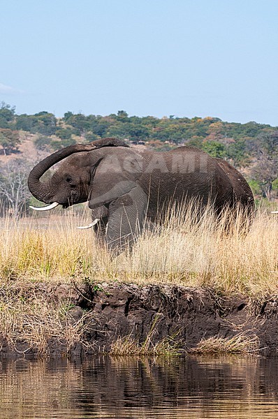 Two African elephants, Loxodonta africana, at the Chobe riverside. Chobe River, Chobe National Park, Kasane, Botswana. stock-image by Agami/Sergio Pitamitz,