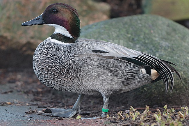 Falcated Duck (Mareca falcata), first winter standing in captivity, seen from the side. stock-image by Agami/Fred Visscher,