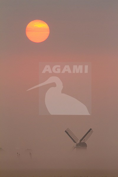 Elsgeesterpolder at sunrise with mist over the fields with cows and horses stock-image by Agami/Menno van Duijn,