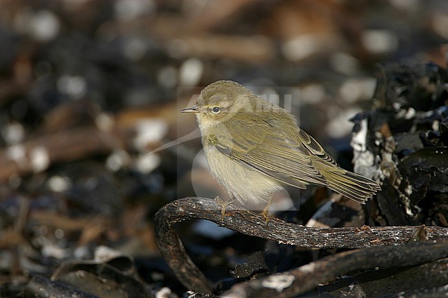  stock-image by Agami/Bas van den Boogaard,