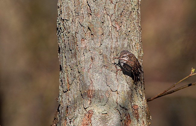 Nest-building Eurasian Treecreeper (Certhia familiaris) in North Zealand, Denmark stock-image by Agami/Helge Sorensen,
