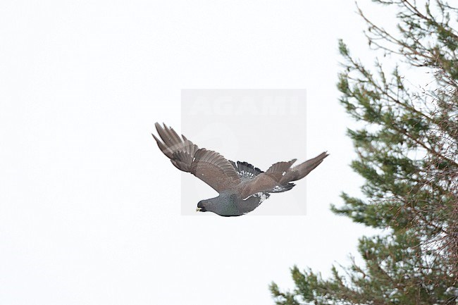 Western Capercaillie (Tetrao urogallus) during a cold winter in Northern Finland. Male flying down from a large tree. stock-image by Agami/Marc Guyt,