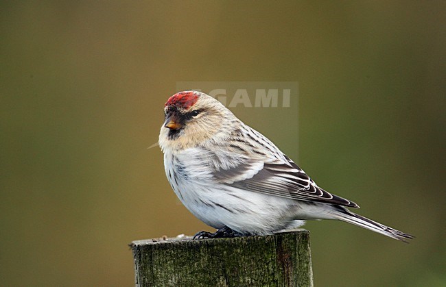 Greenland Witstuitbarmsijs, Greenland Arctic Redpoll, Carduelis hornemanni hornemanni stock-image by Agami/Hugh Harrop,