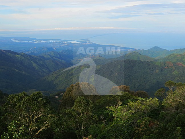 Nevelwoud met uizticht over Santa Marta / cloud forest with view over Santa Marta; Santa Marta Mountains, Sierra Nevada, Colombia stock-image by Agami/Marc Guyt,