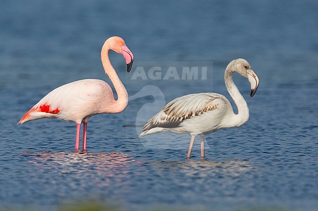 Greater Flamingo (Phoenicopterus roseus), Juvenile and adult standing in the water, Salalah, Dhofar, Oman stock-image by Agami/Saverio Gatto,