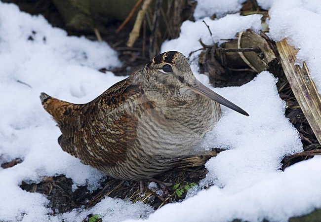 Houtsnip in de sneeuw; Woodcock in the snow stock-image by Agami/Harvey van Diek,