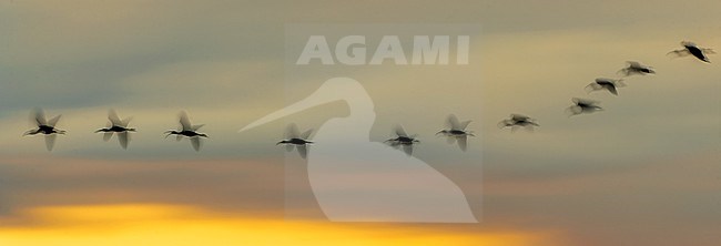Group of Glossy Ibis (Plegadis falcinellus), flying at sunset in Ebro delta (Tarragona, Catalonia, Spain). With slow shutterspeed. stock-image by Agami/Rafael Armada,
