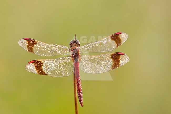Bandheidelibel nat van de dauw; Banded darter wet from the dew stock-image by Agami/Theo Douma,