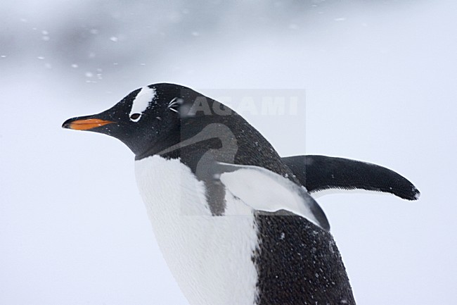 Gentoo Penguin walking in the snow; EzelspinguÃ¯n lopend in de sneeuw stock-image by Agami/Marc Guyt,
