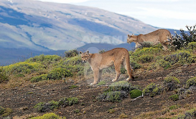 Two Wild Cougars (Puma concolor concolor) in Torres del Paine national park in Chile. Walking side by side. stock-image by Agami/Dani Lopez-Velasco,