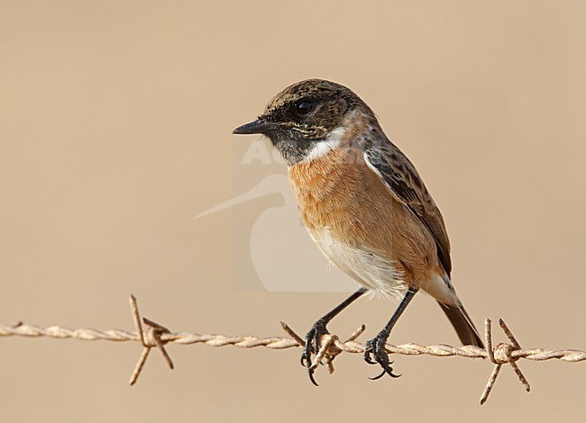 Mannetje Roodborsttapuit, Male European Stonechat stock-image by Agami/Markus Varesvuo,