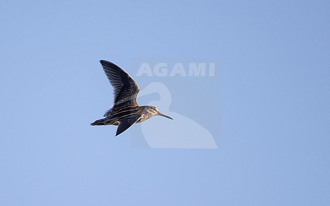 Jack Snipe (Lymnocryptes minimus) in flight showing upperwing at Roskilde, Denmark stock-image by Agami/Helge Sorensen,