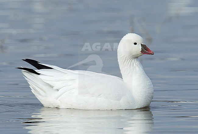 Adult white morph
Socorro Co., N.M.
December 2014 stock-image by Agami/Brian E Small,
