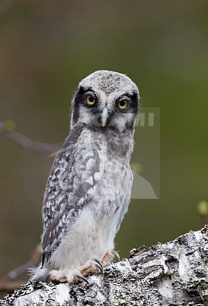 Jong van de Sperweruil; Young of Northern Hawk Owl stock-image by Agami/Markus Varesvuo,