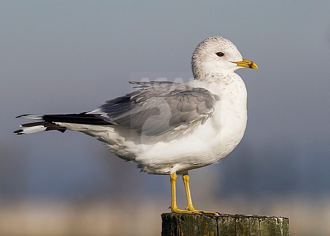 Common Gull - Sturmmöwe - Larus canus ssp. canus, Switzerland, adult stock-image by Agami/Ralph Martin,