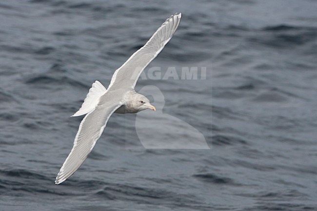 Volwassen Beringmeeuw in de vlucht; Adult Glaucous-winged Gull in flight stock-image by Agami/Martijn Verdoes,