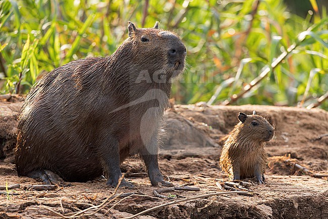 Capybara (Hydrochoerus hydrochaeris) in the Pantanal of Brazil. The social capybara inhabits savannas and dense forests, and lives near bodies of water. Maother with baby. stock-image by Agami/Glenn Bartley,