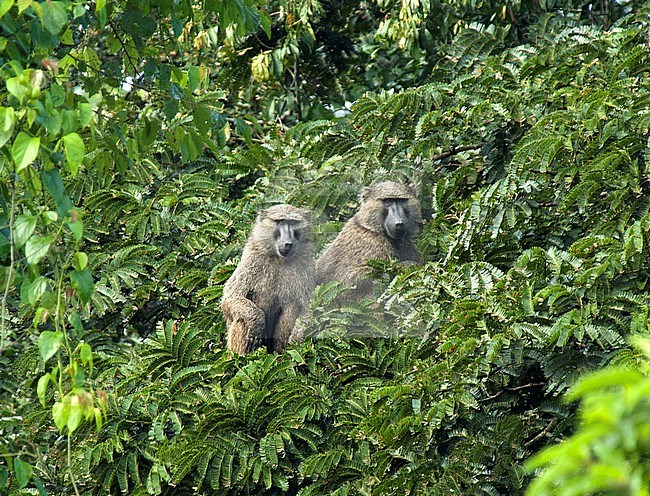 Olive Baboon (Papio anubis) part of a bifg group perched in a tree stock-image by Agami/Roy de Haas,