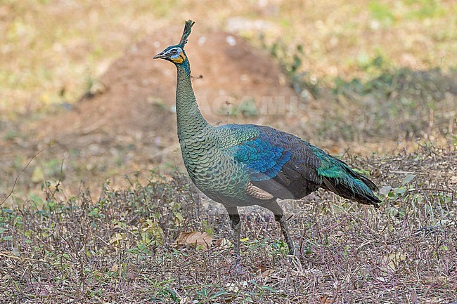 Female Green Peafowl, Pavo muticus, in Thailand. stock-image by Agami/Pete Morris,