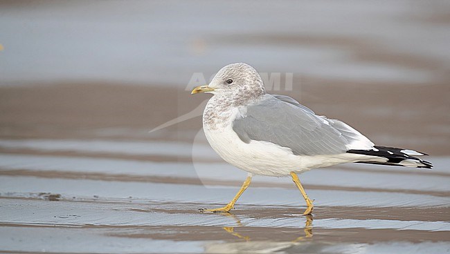 Short-billed gull (Larus brachyrhynchus) in North America.
Also know as Mew Gull. stock-image by Agami/Ian Davies,