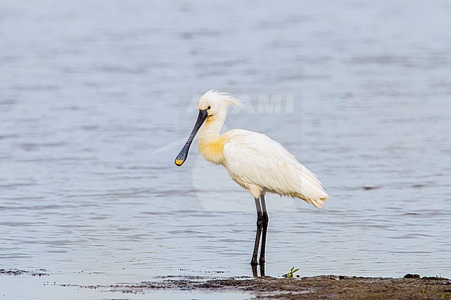 Lepelaar; Eurasian Spoonbill; Platalea leucorodia stock-image by Agami/Menno van Duijn,