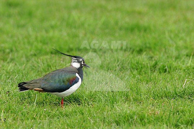 Kievit staand; Northern Lapwing perched stock-image by Agami/Menno van Duijn,