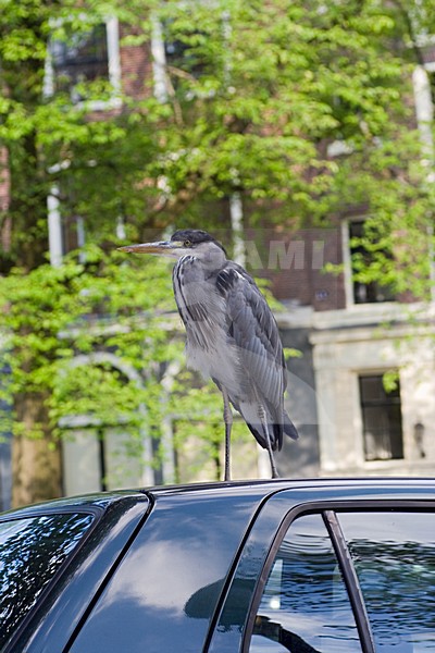 Grey Heron in city of Amsterdam;  Blauwe Reiger in binnenstad Amsterdam stock-image by Agami/Marc Guyt,