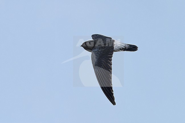 Sao Tome Spinetail (Zoonavena thomensis) taken the 20/08/2025 at Sao Tomé. stock-image by Agami/Nicolas Bastide,