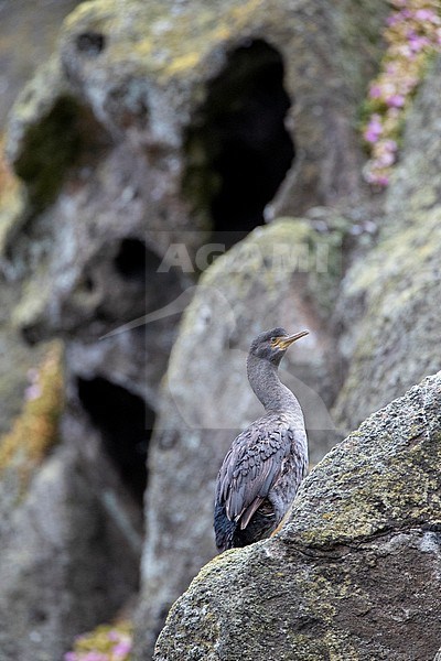 Immature Pitt Shag (Phalacrocorax featherstoni), also known as the Pitt Island shag or Featherstone's shag, at the Chatham Islands, New Zealand. Resting on coastal cliff. stock-image by Agami/Marc Guyt,