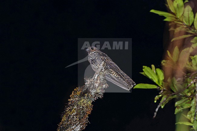 Archbold's Nightjar (Eurostopodus archboldi) in Papua New Guinea. Also known as the mountain eared-nightjar or cloud-forest nightjar. stock-image by Agami/Pete Morris,