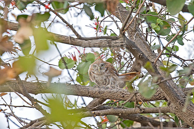 Pacific pygmy owl (Glaucidium peruanum) in Peru. Also known as Peruvian pygmy owl. stock-image by Agami/Pete Morris,