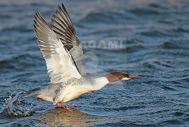 Goosander (Mergus merganser), adult female in flight, seen from the side, showing upperwing and underwing. stock-image by Agami/Fred Visscher,